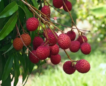 Lychee-fruit-tree-plant Lychee-fruit-tree-plant