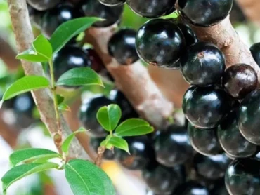 Jaboticaba