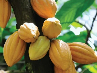 Cocoa plant
