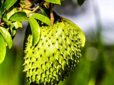 Mullatha Plant