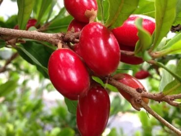 Miracle fruit