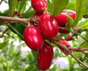 MIRACLE-FRUIT MIRACLE-FRUIT