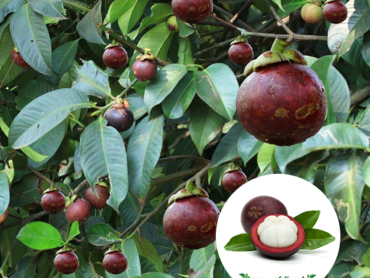 Mangosteen