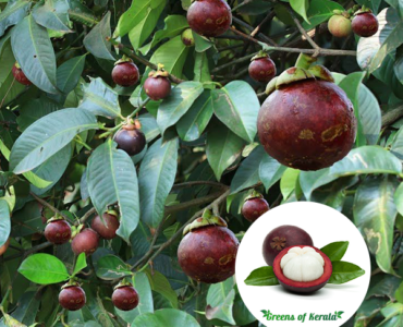 Mangosteen-Fruit-Plant-Sale Mangosteen-Fruit-Plant-Sale