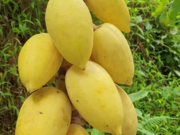 Yellow Papaya