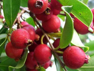 Strawberry Guava