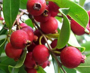 Strawberry-Guava Strawberry-Guava