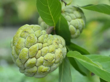Custard Apples