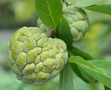 Sweetsop Sweetsop