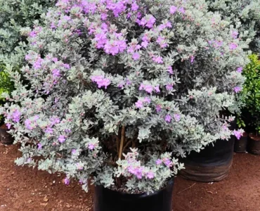 Texas_Sage_Plant_1 Texas_Sage_Plant_1