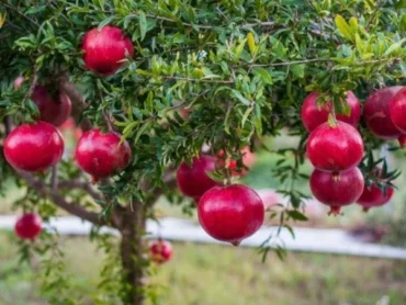 Pomegranate