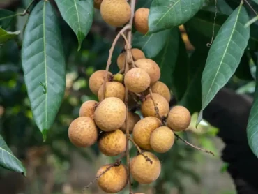 Longan