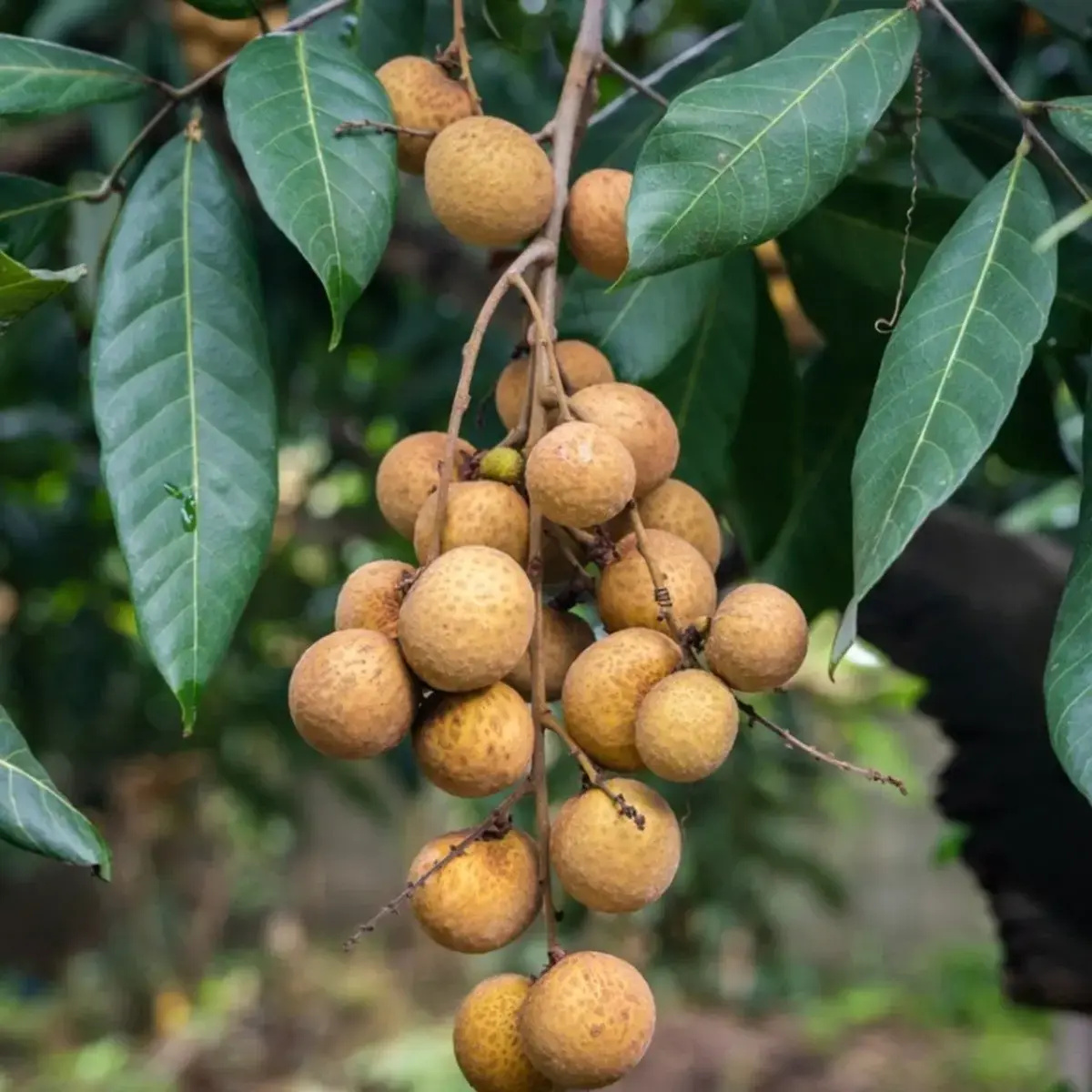 Longan