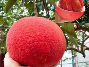 Red Pomelo
