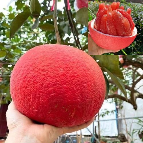 Red Pomelo