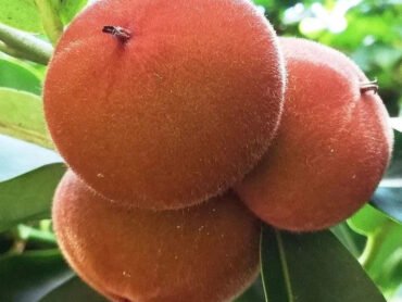 Velvet Apple