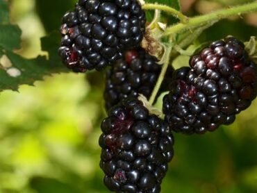 Blackberry
