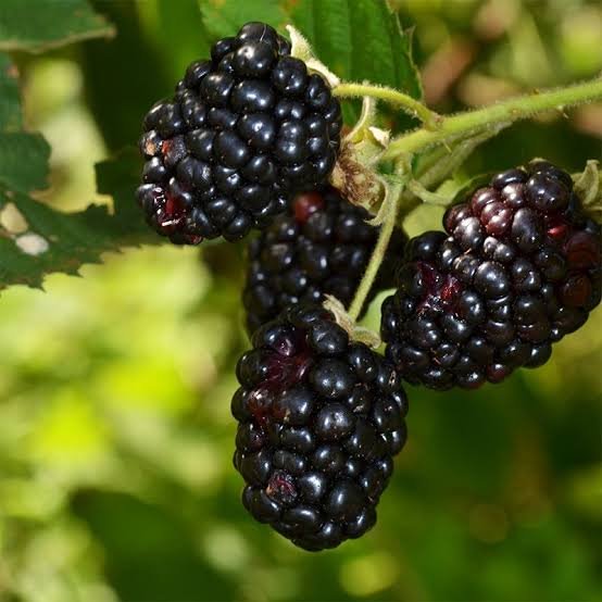 Blackberry