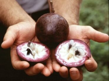 Milk Fruit