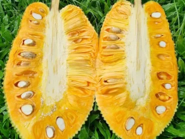 J-33 Jackfruit