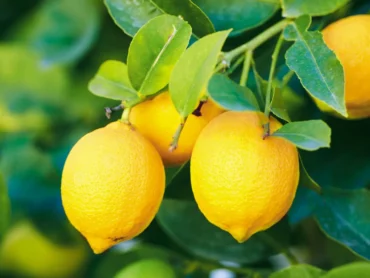Lemon