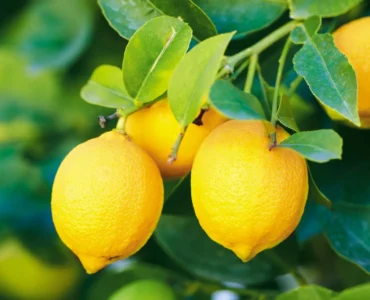 lemons-tree lemons-tree
