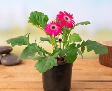 nurserylive-g-gerbera-dark-pink-plant nurserylive-g-gerbera-dark-pink-plant