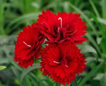 red-carnation-flowers-1-500x500 red-carnation-flowers-1-500x500
