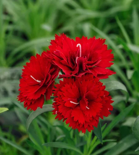 Dianthus