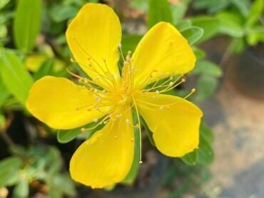 Yellow Melastoma