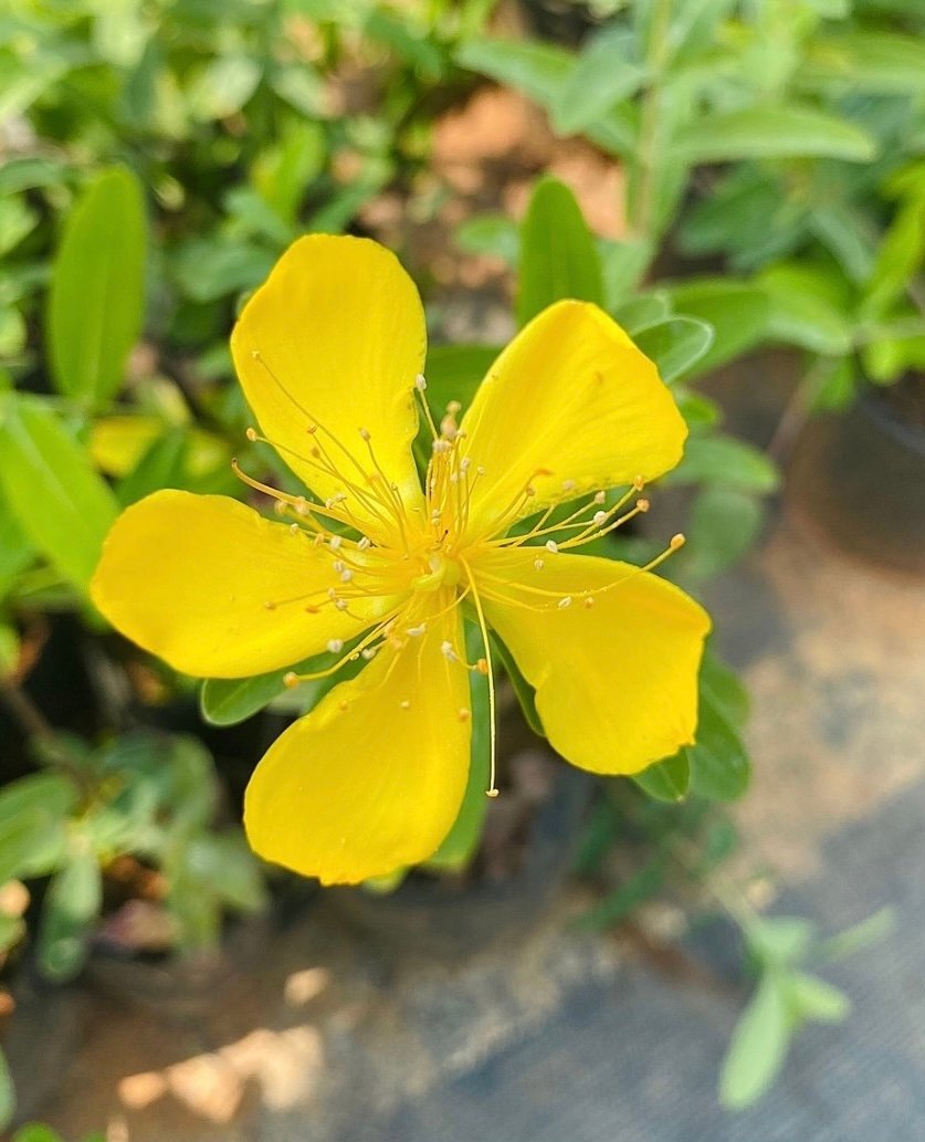 Yellow Melastoma