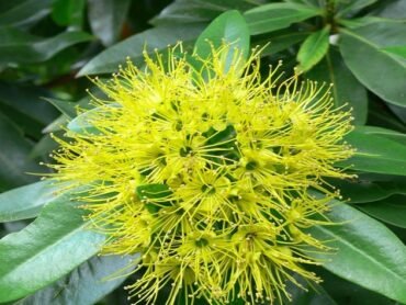 Rosida Yellow
