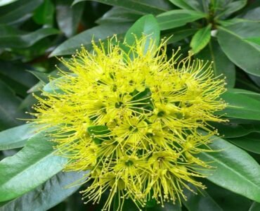 1717709287-Rosida-Yellow 1717709287-Rosida-Yellow