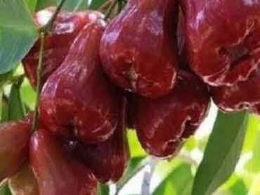 Apple Chamba Red