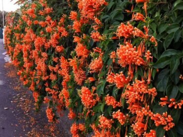Flame Vine