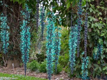 Blue Jade vine