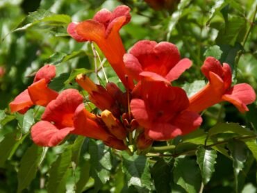 Tecoma Red