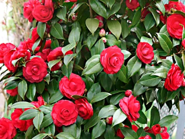 Camellia Red