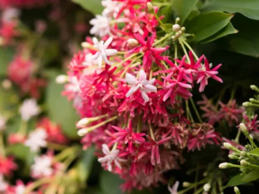 Rangoon Creeper