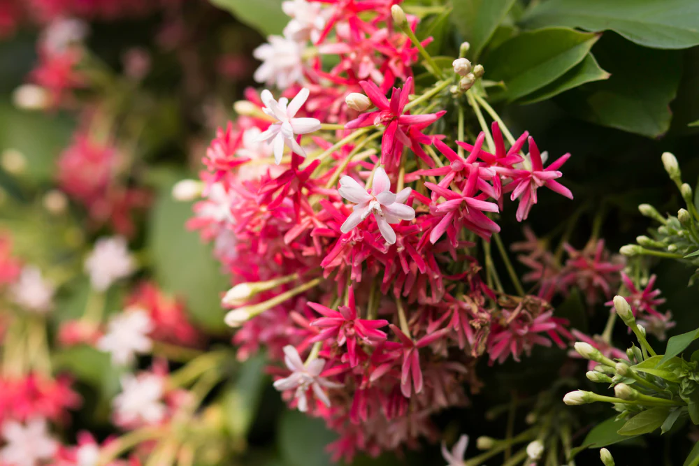 Rangoon Creeper