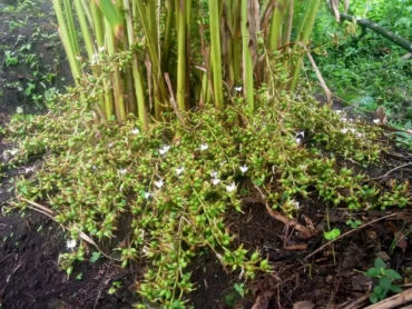 Elam,Cardamomum