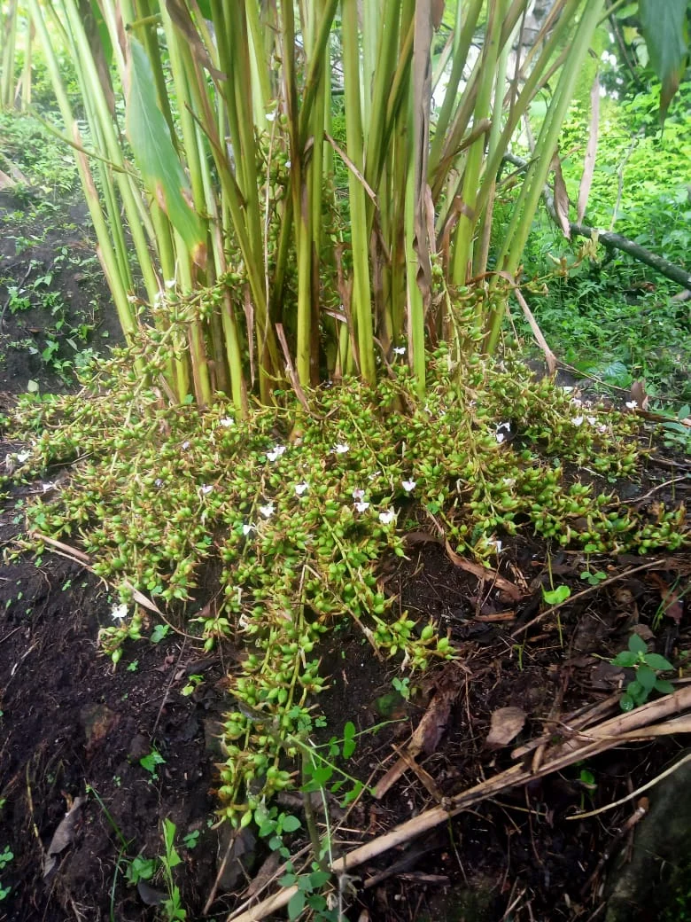 Elam,Cardamomum