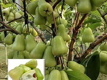 Apple Chamba Green