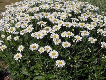 Daisy White