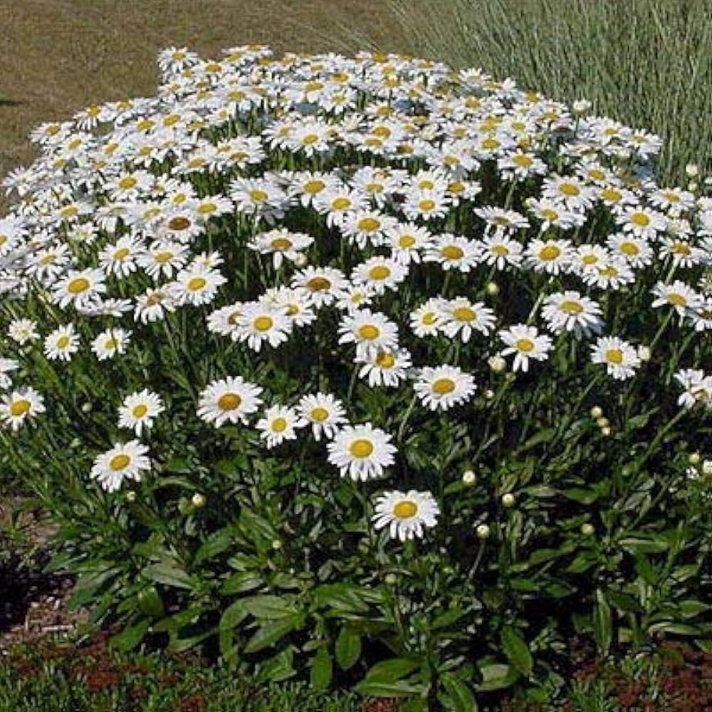 Daisy White