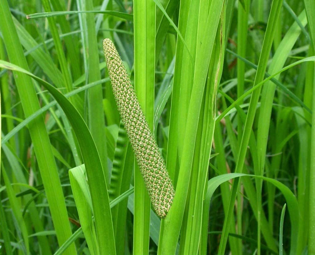 Vayambu