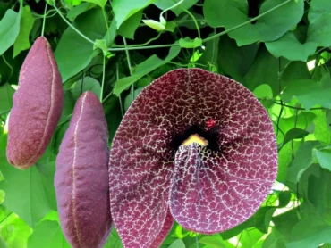 Aristolochia 