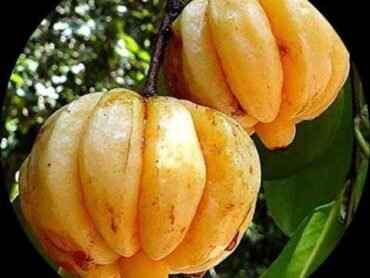 Malabar tamarind, Kudampuli