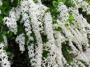 White Petrea