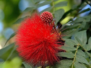 Powder -Puff Red